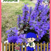 高麗芝,アジュガ　チョコレートチップ,花のある暮らし,PR,花いろいろの画像