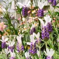 ラナンキュラス,ラベンダー,ラベンダー,フレンチラベンダー,ガーデニングの画像