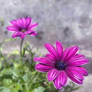 寄せ植え,美しく青きドヨウ,チーム・ブルー,おしゃれな土曜日♪,チーム・ブルーNo.124の画像