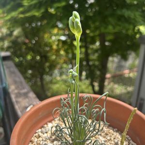 アルブカスピラリス フリズルシズル,ケープバルブ,お花に癒される,平穏な日々への願い,それでも世界は美しいの画像