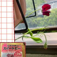 スイートピー,ベランダガーデニングの画像