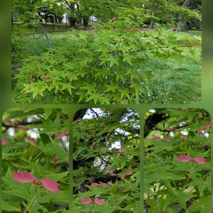 センダン,タンポポ,イロハモミジ,,巨大な木達の画像