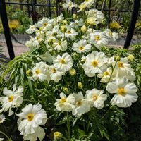 浜名湖ガーデンパーク♡,大人の着せ替え人形,浜名湖ガーデンパーク,お散歩ちゃんキーホルダー,お散歩ちゃん広報委員会の画像