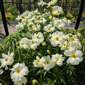 浜名湖ガーデンパーク♡,大人の着せ替え人形,浜名湖ガーデンパーク,お散歩ちゃんキーホルダー,お散歩ちゃん広報委員会の画像