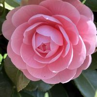 ツバキ,優しい気持ち,繋がりに感謝✨,今日も笑顔で♡,平和を願う☆の画像