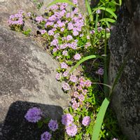 イブキジャコウソウ,オドリコソウ,ガマズミ,タニウツギ,カキドオシの画像