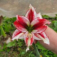 アマリリス,球根,球根植物,花のある暮らし,園芸男子の画像