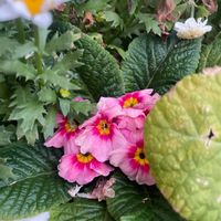 プリムラ　ジュリアンの画像