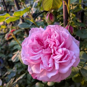 オダマキ,ラグラス（バニーテール）,ラナンキュラス ラックス ハデス,セントエセルブルガ,植中毒の画像