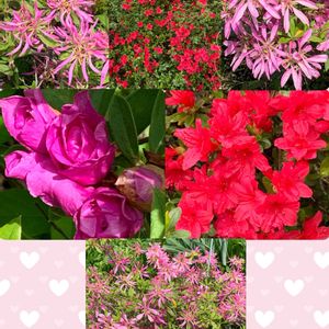 ツツジ,タツナミソウ（立浪草）,山野草,キュンキュン乙女倶楽部,うどん県人会の画像