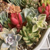 エケベリアの画像