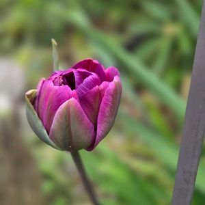 チューリップ,ローダンセマム,NO GREEN  NO LIFE,撮り溜めpicから,見てくれてありがとう♡の画像