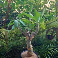 ルドベキア,チレコドン パニクラータス,チレコドン 阿房宮,ルドベキア アーバンサファリ,ルドベキア　アーバンサファリ　サバンナサンセットの画像