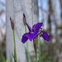 アヤメ,チゴユリ,ハナミズキ, 富士山,稚児百合の画像