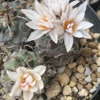 サボテン,烏丸,ツルビニカルプス属,ベランダの画像