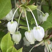 ドウダンツツジ,お出かけ先にての画像