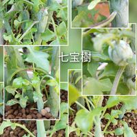 七宝樹,多肉植物,庭の画像