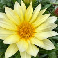 サボテン,お花大好き♡,キッチン,テラス,ベランダの画像