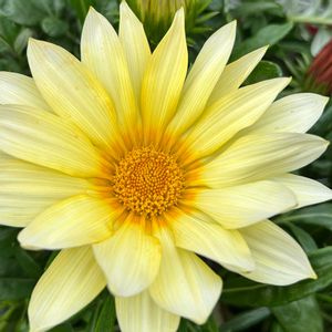 サボテン,お花大好き♡,キッチン,テラス,ベランダの画像