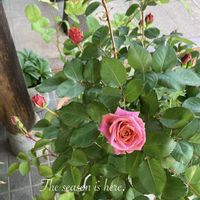 禅ローズ　禅,禅ローズ　禅,バラ 鉢植え,薔薇♪,ばら バラ 薔薇の画像