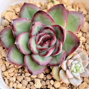 プリドニスグリーンフォーム,アイスドール,寄せ植え,多肉植物,かわいいの画像