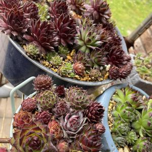 センペル,すみれ丸,センペルいろいろ,ツノが生えた,多肉植物の画像