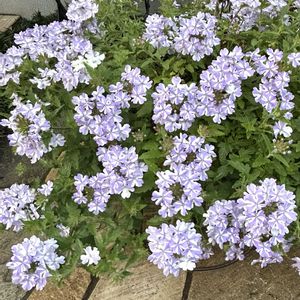 スーパーベナ アイストゥインクル,可愛い,花のある暮らし,お花大好き♡,PWの画像