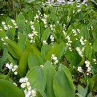 スズラン,おうち園芸,庭の画像