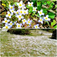 イカリソウ,ヒトリシズカ,フデリンドウ,ヒナソウ,オサバグサの画像