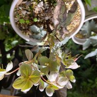 クリスマスローズ,銀葉種,シルバーダラー ,原種系ステルニー交雑種,種系クリスマスローズの画像