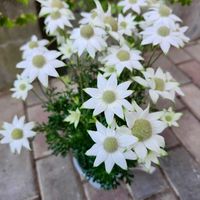 フランネルフラワー,フランネルフラワー,お迎え記録,かわええのぅ♡,植、猫中毒の画像