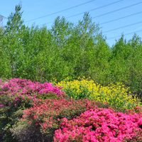 ツツジ,ドウダンツツジ,八重桜,シラカバ,散歩コースの画像