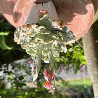 シャビアナ,フリルエケ,エケベリア初心者,祇園の舞,粉系エケの画像