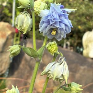 オダマキ　カスティールブルー,多肉植物,多肉大好き,花のある暮らし,多肉植物のある暮らしの画像