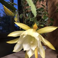 クジャクサボテン,部屋の画像