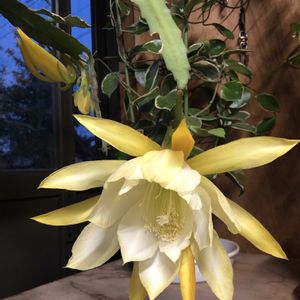 クジャクサボテン,部屋の画像