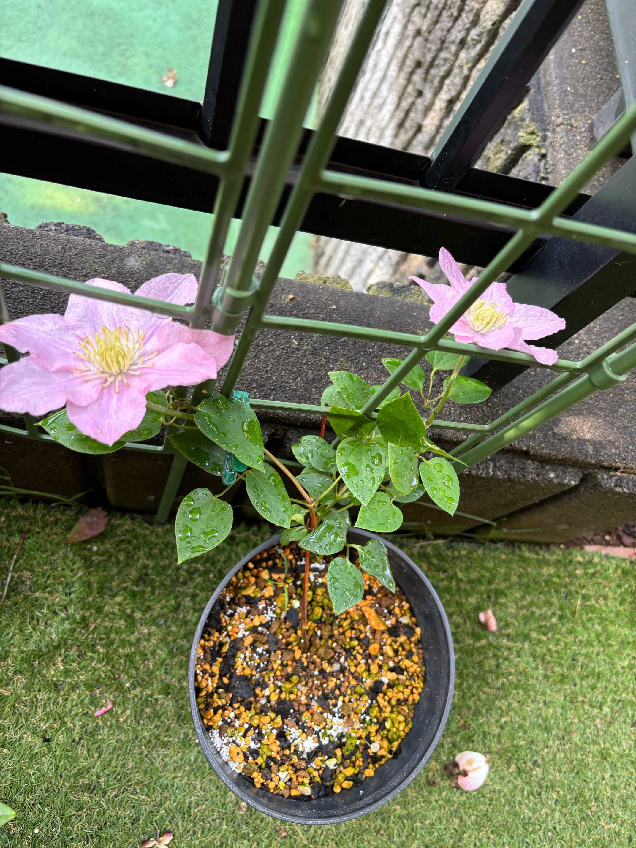 2年目🌸🍃 三種混合クレマチスを今年も満開にしようかな｜🍀GreenSnap