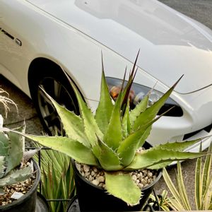 Agave montana ,Sくん,カクタス広瀬,車庫の画像