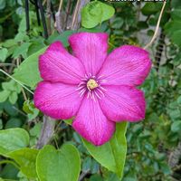 カーネーション,クレマチス,バラ,バラ,矢車草の画像