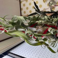 チランジア,カーリースリム,エアプランツ,チランジアの花,カーリースリムの花の画像
