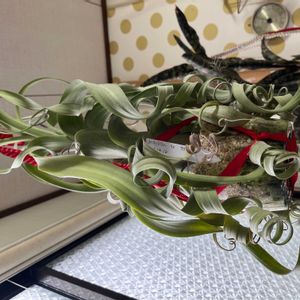 チランジア,カーリースリム,エアプランツ,チランジアの花,カーリースリムの花の画像