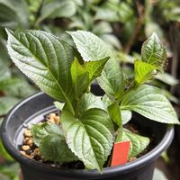 アジサイ,紫陽花 おはよう,紫陽花　大島緑花,紫陽花 スターリットスカイ絢,紫陽花 カレンの画像