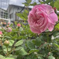 クレマチス,ラークスパー,クレマチス ミゼットブルー,マリーヘンリエッテ,バラ エマブリッジウォーターの画像