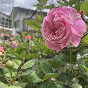 クレマチス,ラークスパー,クレマチス ミゼットブルー,マリーヘンリエッテ,バラ エマブリッジウォーターの画像