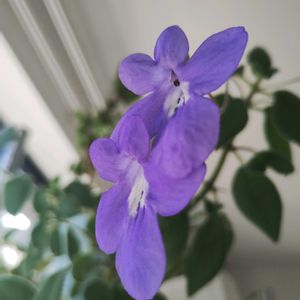 ストレプトカーパス,クレマチス ムーンビーム,シンニンギア　インスラリス,植中毒,GSに感謝。の画像