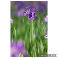 アヤメ,アヤメ,元気をありがとう٩( ᐛ )و,私が1番背が高い,山野草の画像