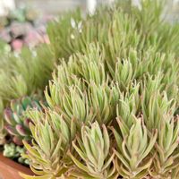 セダム,覆輪万年草,狭い庭,花も多肉も好き,小さな庭の画像