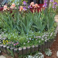 アリッサム,ジャーマンアイリス,ネモフィラ,ビオラ,クリーピングタイムの画像