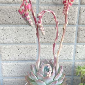 ドドランタリス,秘境ゼリー,アモエナ×リラシナ,多肉植物,リビングの画像