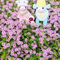 アジュガ,アマドコロ,クリスマスローズ,クリスマスローズ,タイムの画像